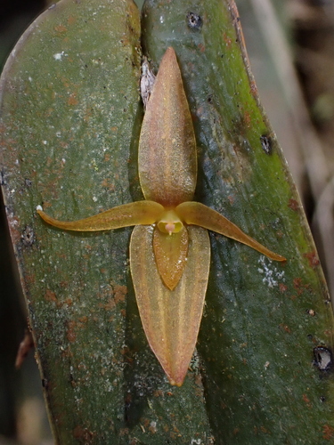 Pleurothallis crucifera, photograph 1