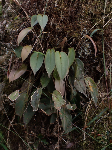 Pleurothallis crucifera