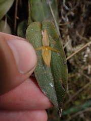 Pleurothallis crucifera, photograph (c) Nolan Exe, some rights reserved (CC BY)