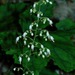 Hairy Alumroot - Photo (c) Michael J. Papay, some rights reserved (CC BY), uploaded by Michael J. Papay