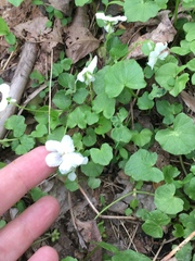 Viola striata