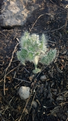 Cnidoscolus angustidens