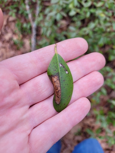 Phyllonorycter rhododendrella