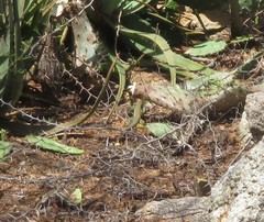 Ameiva bifrontata