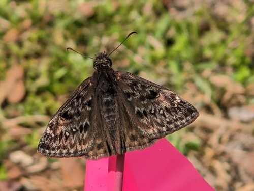 Juvenal's Duskywing photo 4