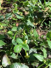 Lamium galeobdolon montanum