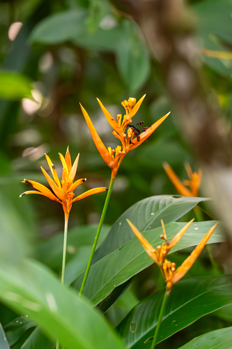 Heliconia psittacorum