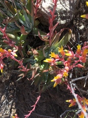 Dudleya saxosa collomiae