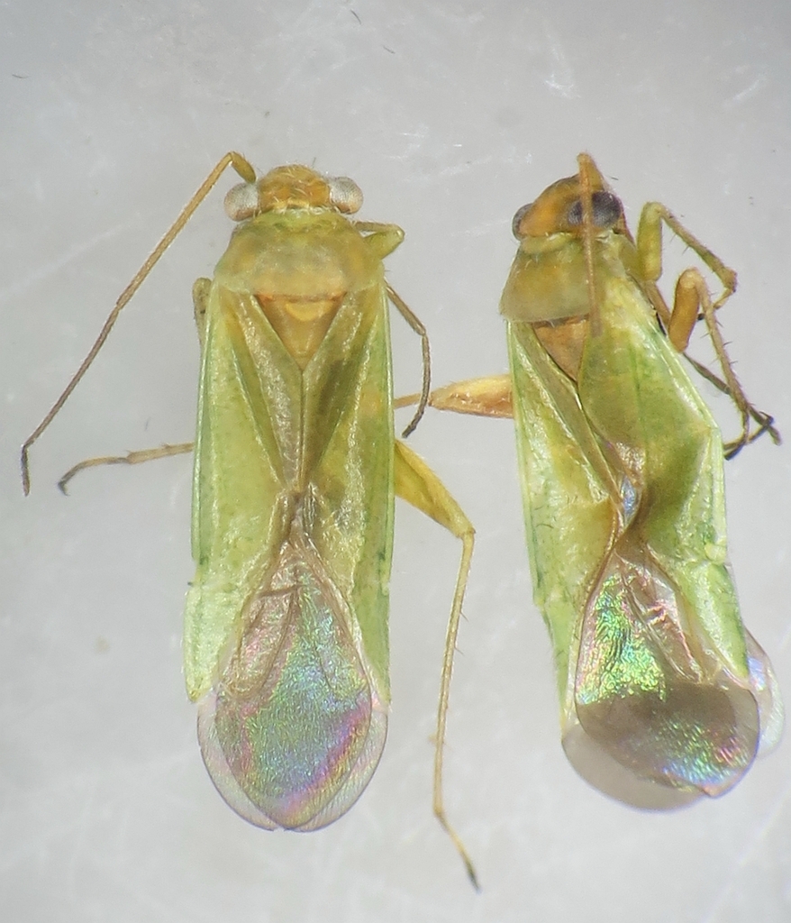Platycranus minutus