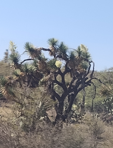 Yucca decipiens