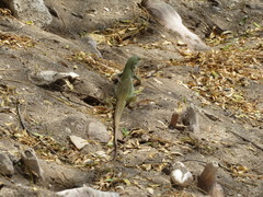 Ameiva bifrontata