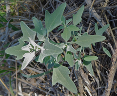 Chenopodium incanum