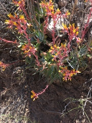 Dudleya saxosa collomiae