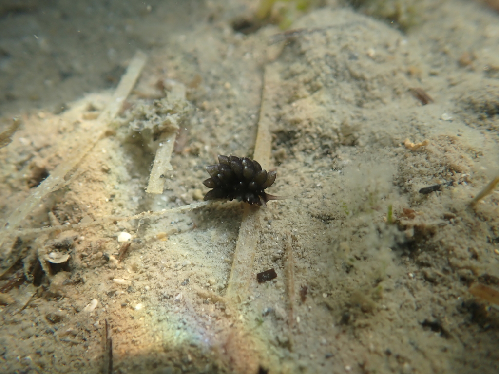 Ercolania viridis