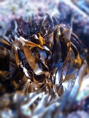 Laminaria digitata