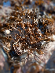 Laminaria digitata