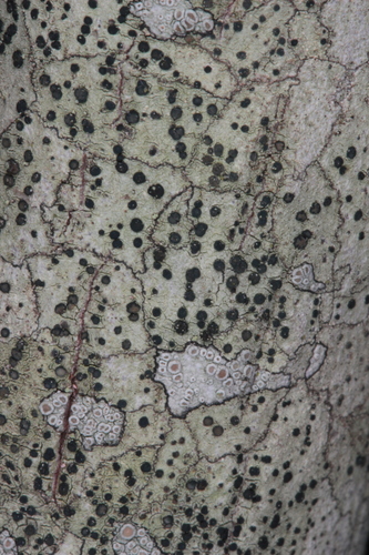 Rusvoji skyvytė nuotrauka