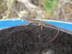 Anolis lineatus