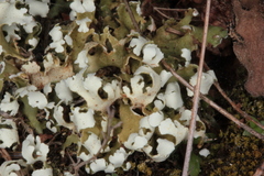 Cladonia convoluta