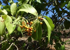 Ehretia tinifolia