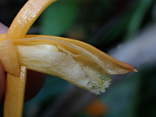 Sobralia crocea, photograph 5