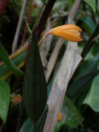 Sobralia crocea, photograph 6