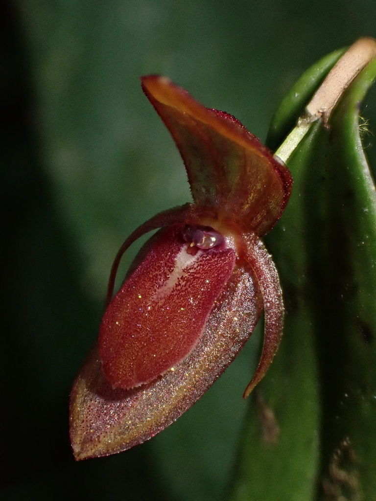 Pleurothallis megaglossa