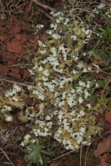 Cladonia convoluta