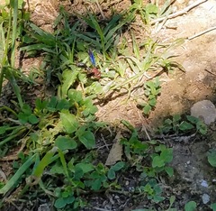 Physocephala floridana