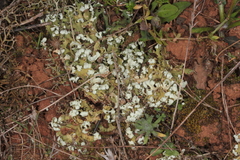 Cladonia convoluta