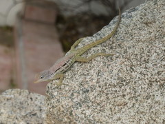 Anolis lineatus
