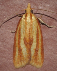 Sparganothis tristriata