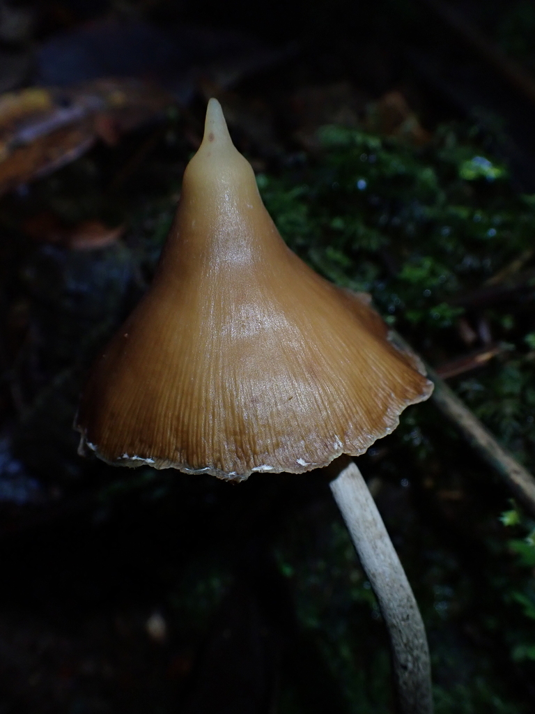 Psilocybe hoogshagenii · January 2024 · photo: © fern_friend (iNaturalist, cc-by)