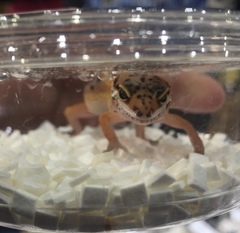 Eublepharis macularius