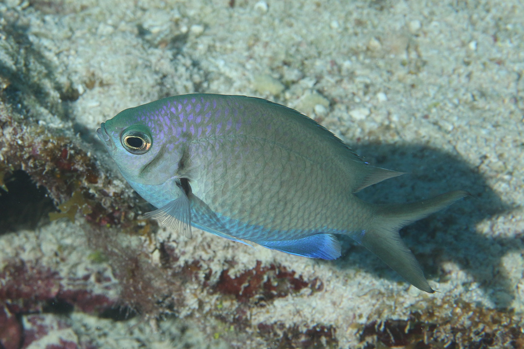 Yellowspotted chromis (Chromis alpha) — Pomacentridae