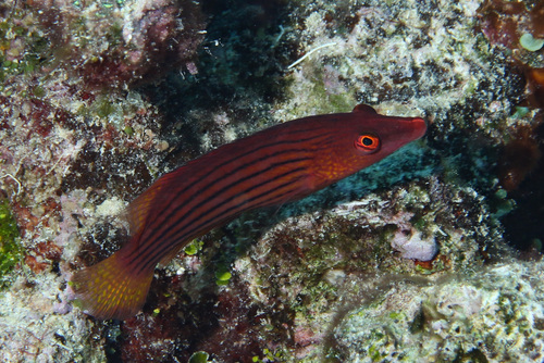 Eightline wrasse (Pseudocheilinus octotaenia) — Labridae — 4