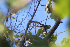 Vireo pallens