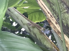 Anolis porcatus
