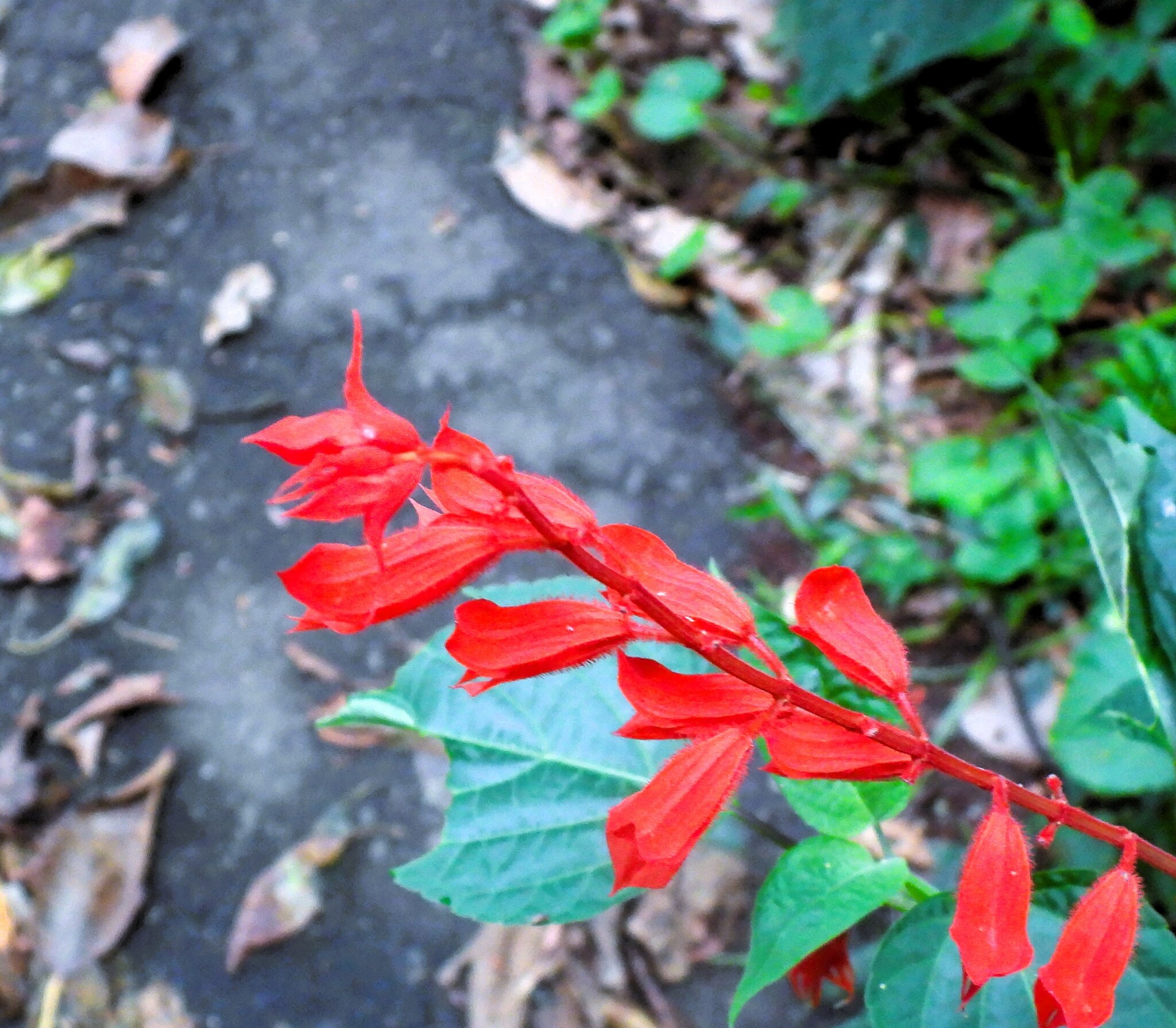 Imagem de Salvia vermelha