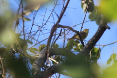 Vireo pallens