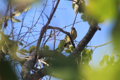 Vireo pallens