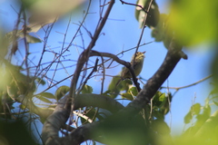 Vireo pallens