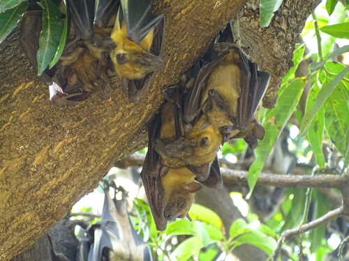 Straw-coloured Fruit Bat