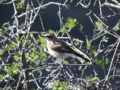 Oenanthe melanoleuca