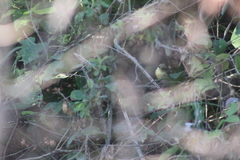 Vireo pallens