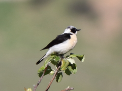 Oenanthe melanoleuca