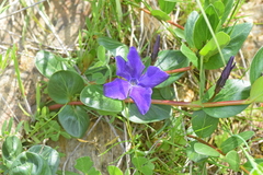 Vinca herbacea