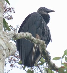 Coragyps atratus image