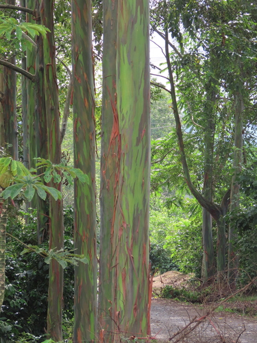 Eucalyptus deglupta - Bark