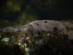 Spongillidae